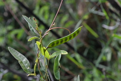 Galactia tenuiflora var. tenuiflora